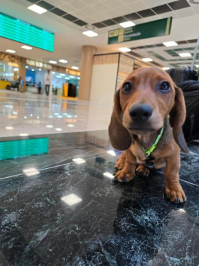 Casa Dachshound